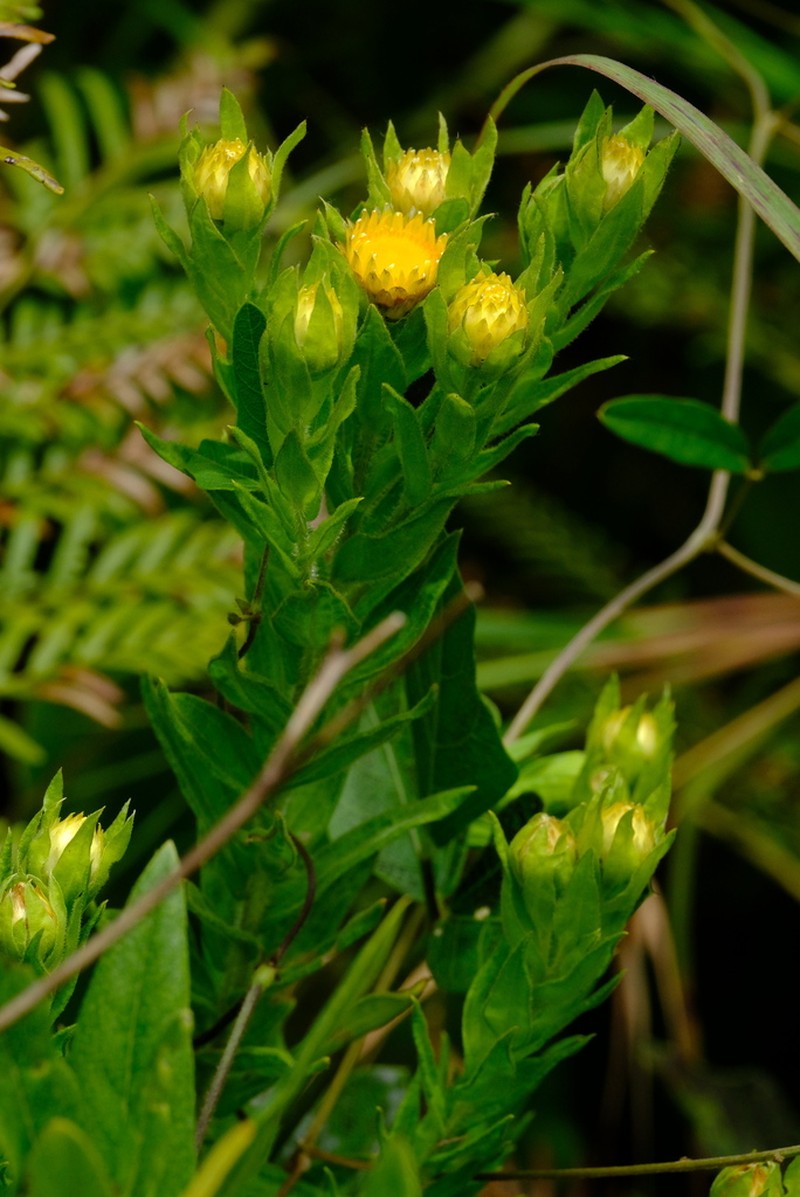 Helichrysum kirkii photo 3