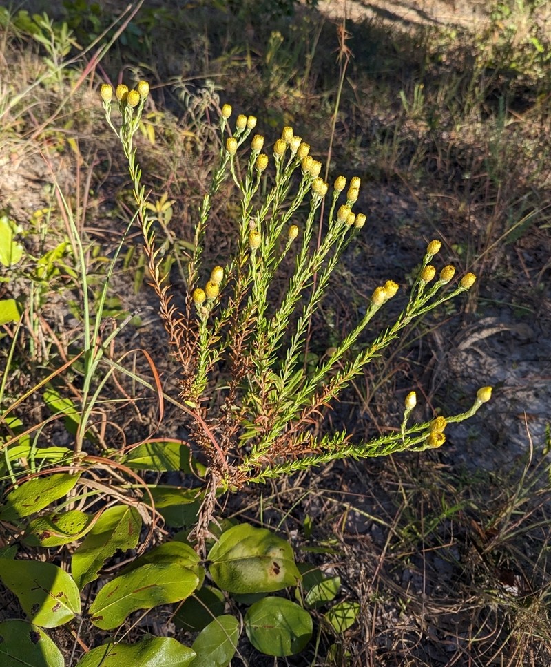 Helichrysum kirkii photo 4