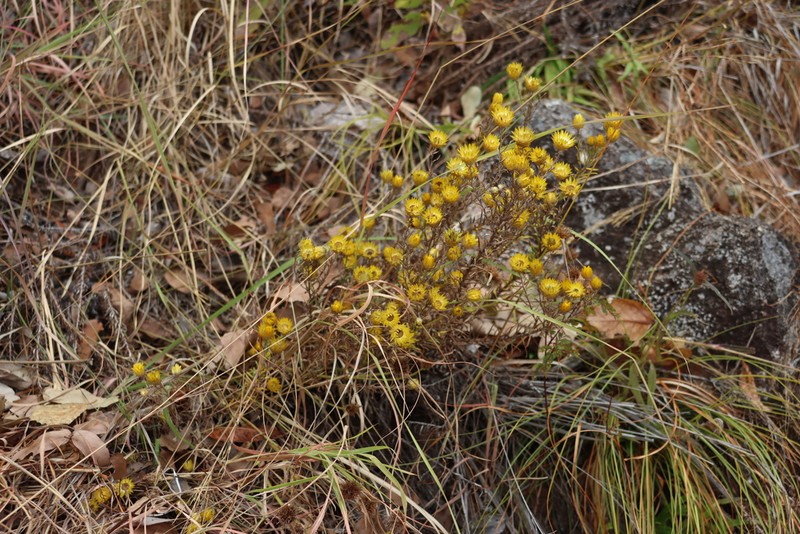 Helichrysum kirkii photo 6