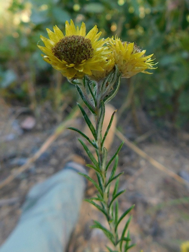 Helichrysum kirkii photo 7