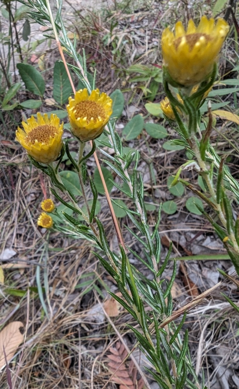 Helichrysum kirkii photo 8