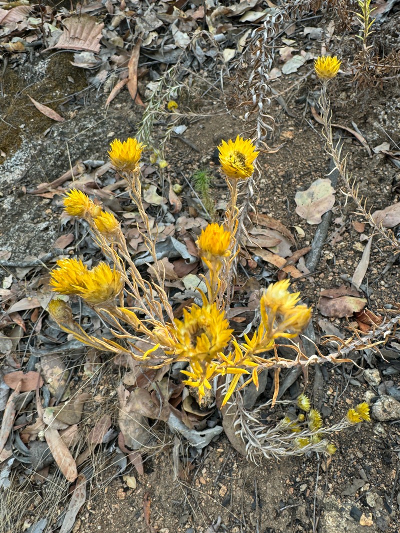 Helichrysum kirkii var. kirkii