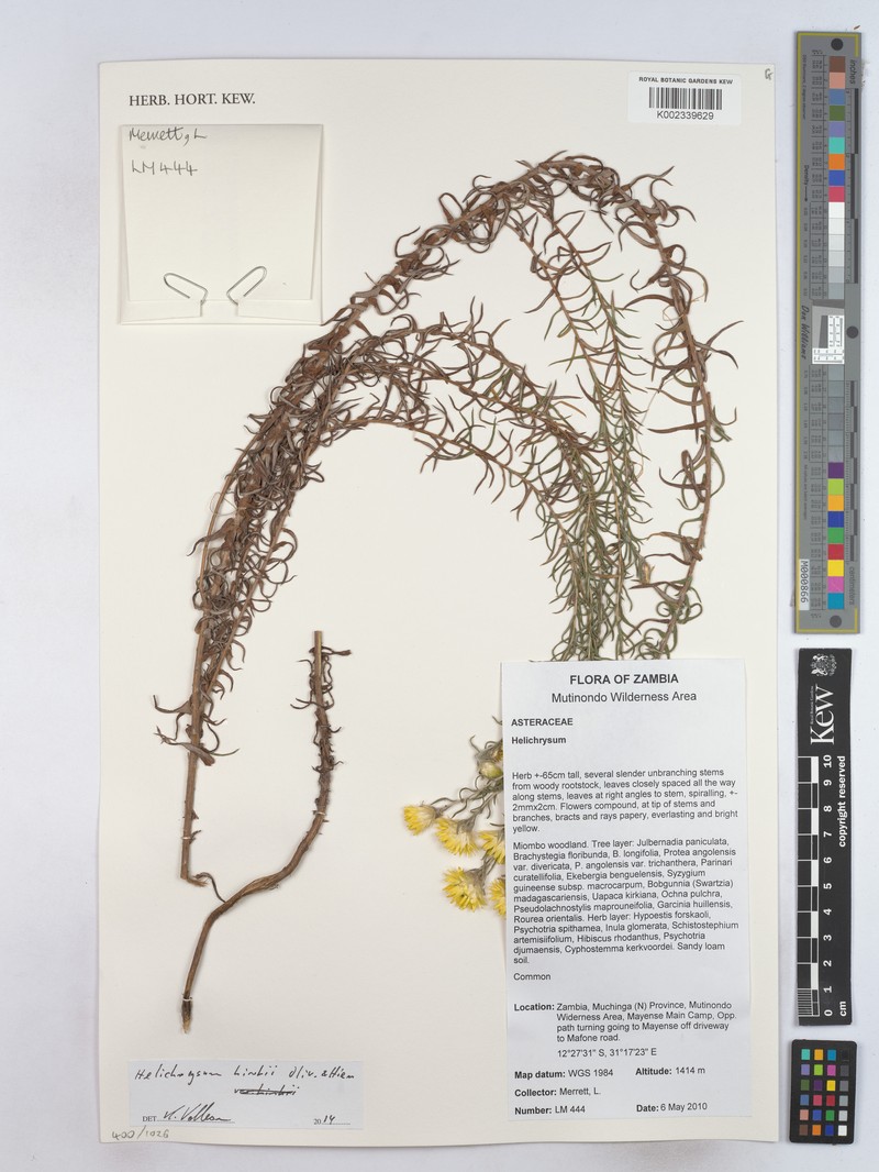 Helichrysum kirkii var. kirkii photo 2