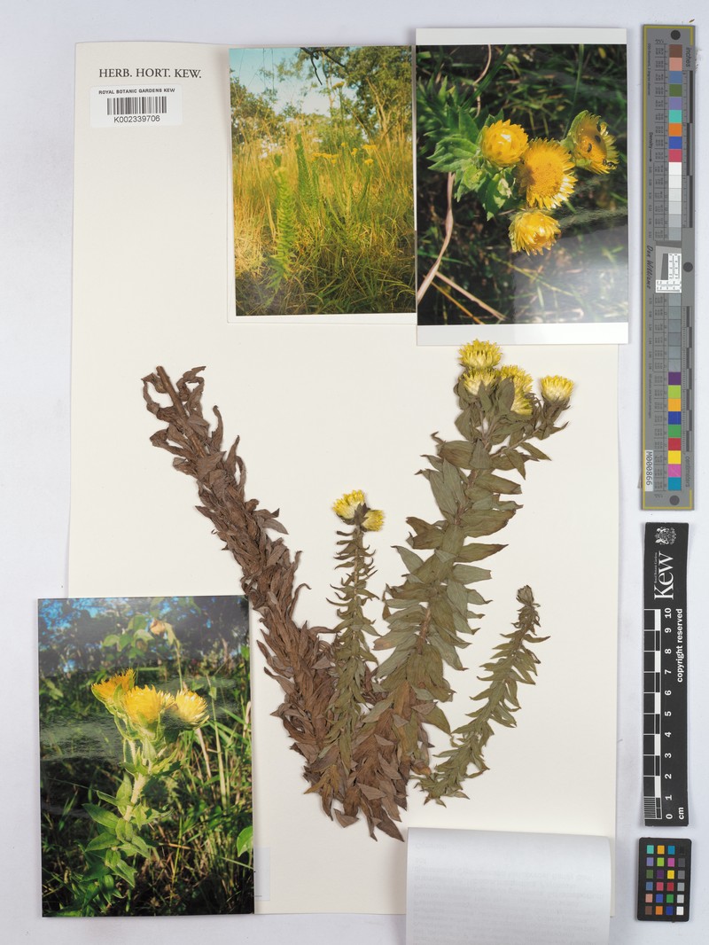 Helichrysum kirkii var. kirkii photo 3