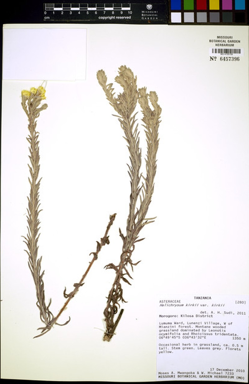 Helichrysum kirkii var. kirkii photo 4