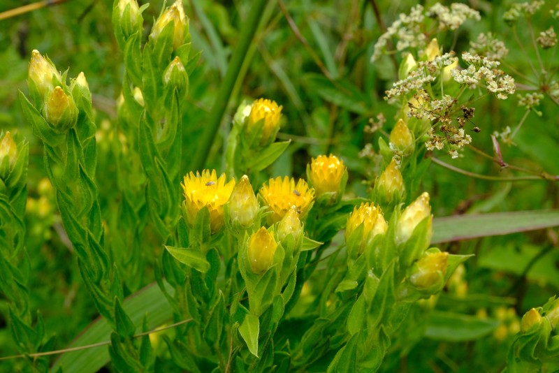 Helichrysum kirkii var. petersii