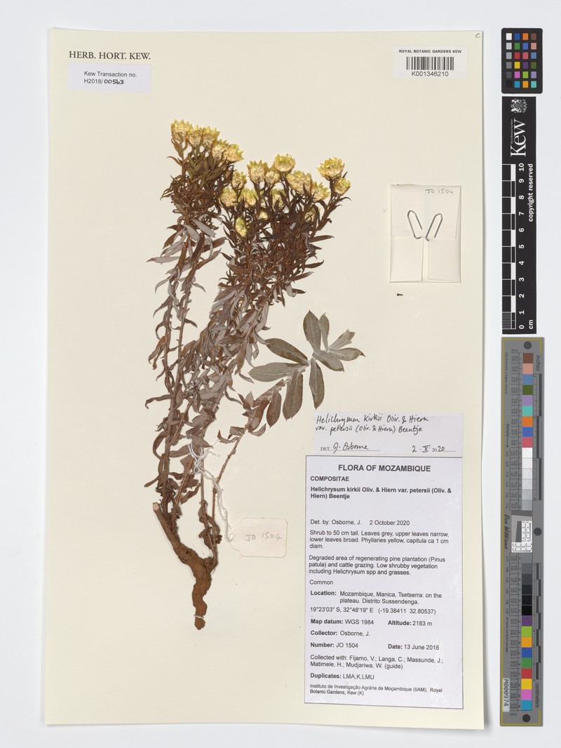 Helichrysum kirkii var. petersii photo 2