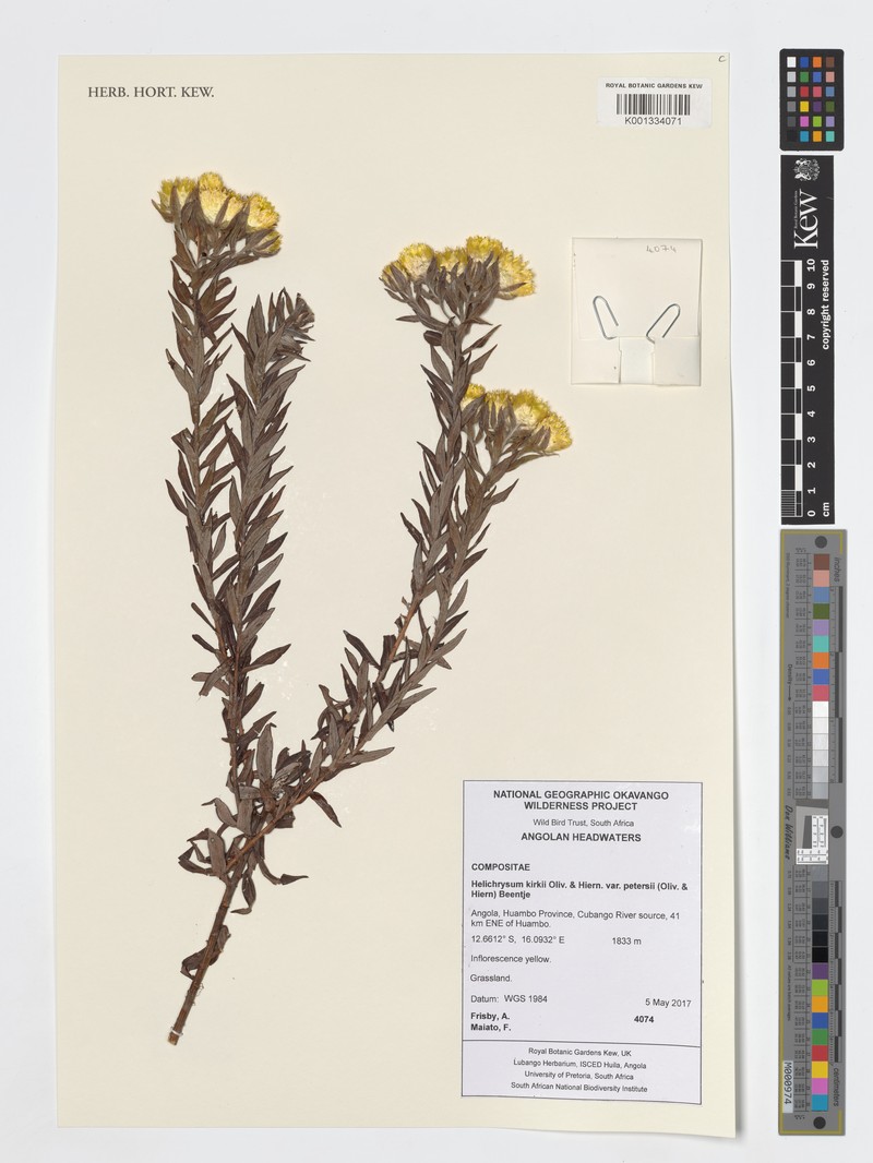 Helichrysum kirkii var. petersii photo 3