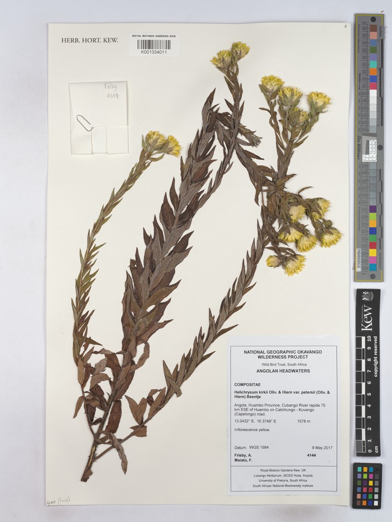 Helichrysum kirkii var. petersii photo 4