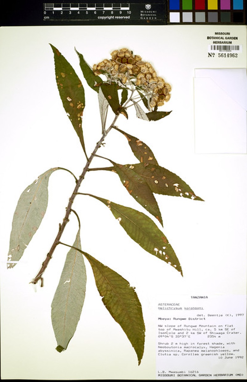 Helichrysum korongoni