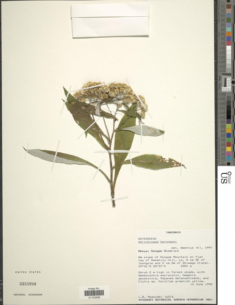 Helichrysum korongoni photo 2