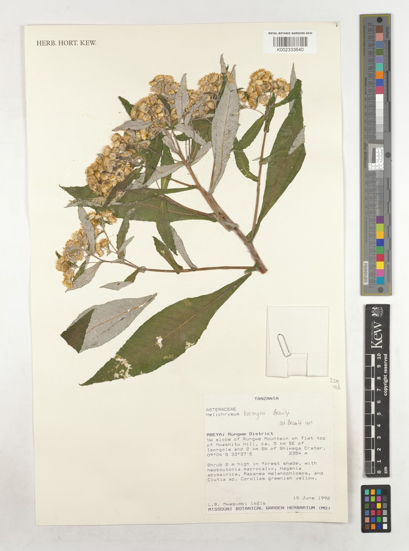 Helichrysum korongoni photo 3