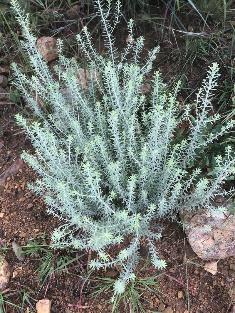Helichrysum kraussii