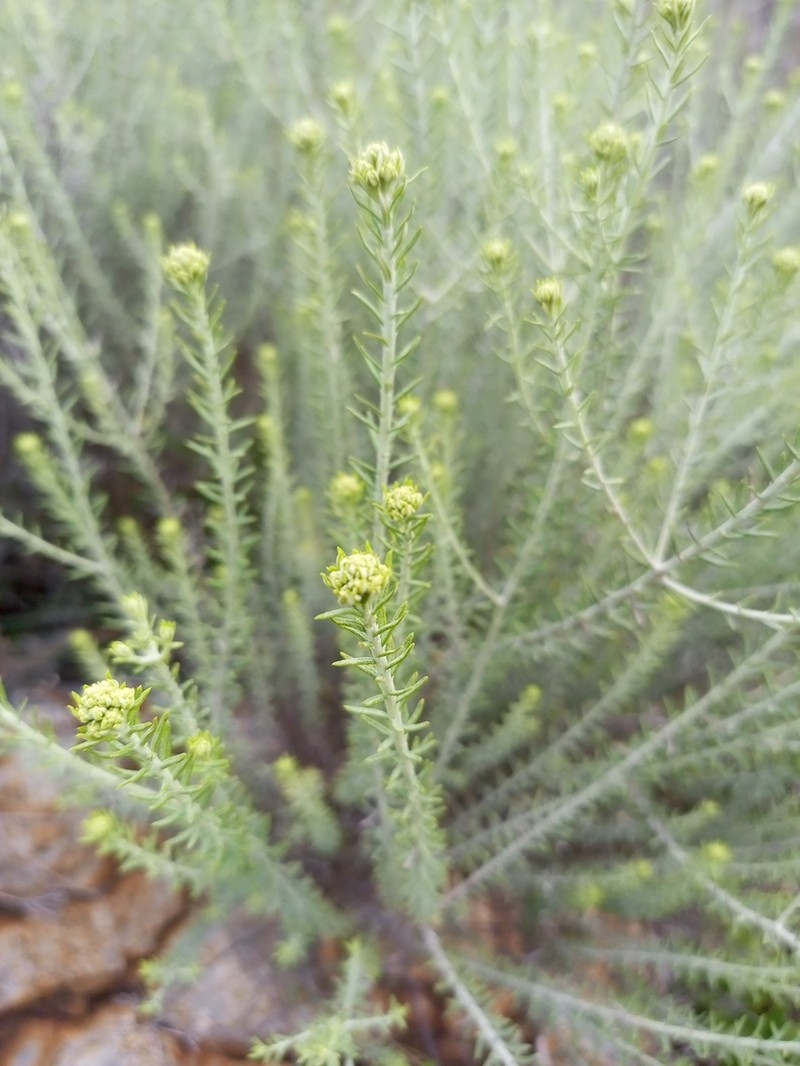 Helichrysum kraussii photo 2