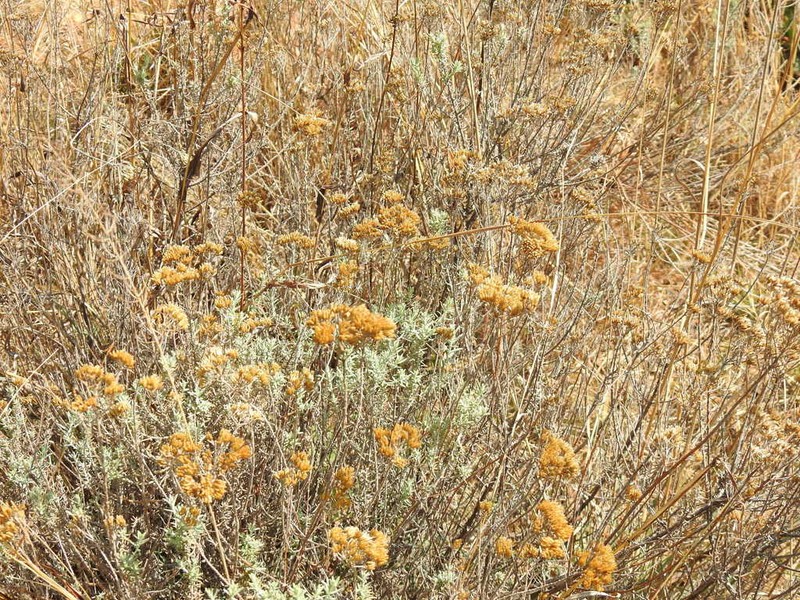 Helichrysum kraussii photo 3