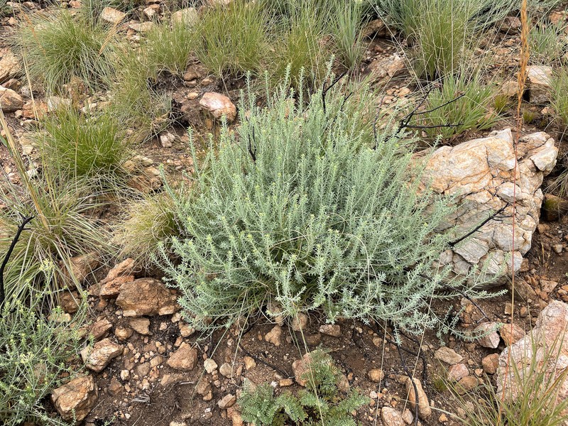 Helichrysum kraussii photo 4