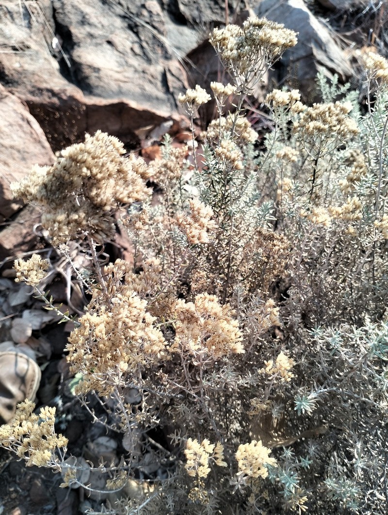 Helichrysum kraussii photo 5