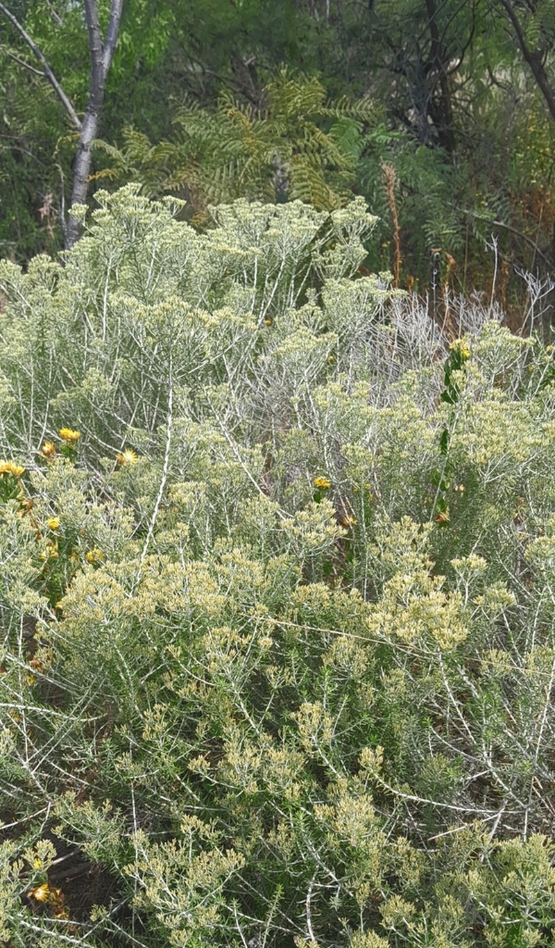 Helichrysum kraussii photo 6