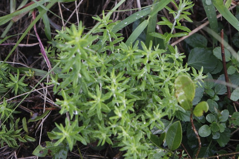 Helichrysum kraussii photo 7