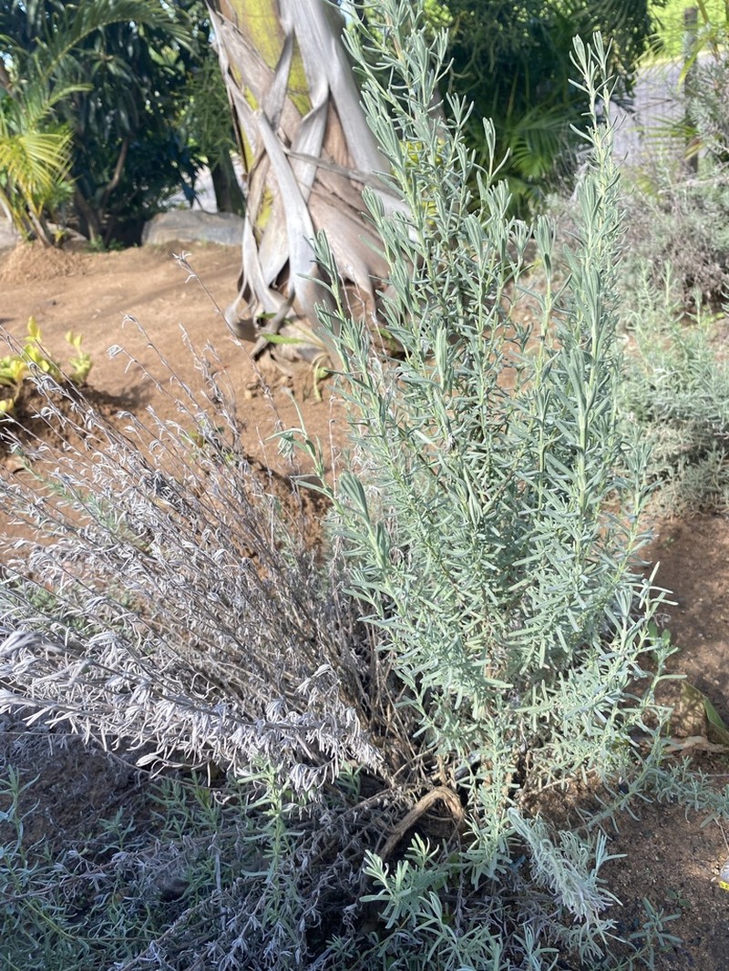 Helichrysum kraussii photo 8
