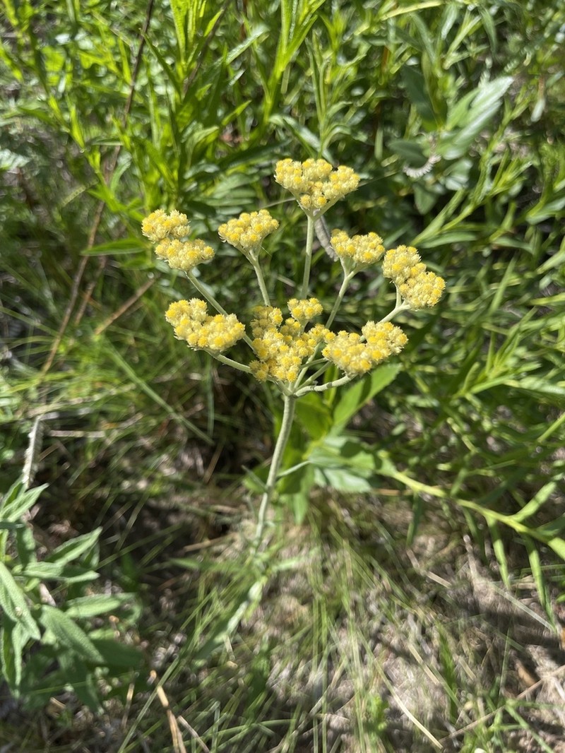 Helichrysum krebsianum photo 2