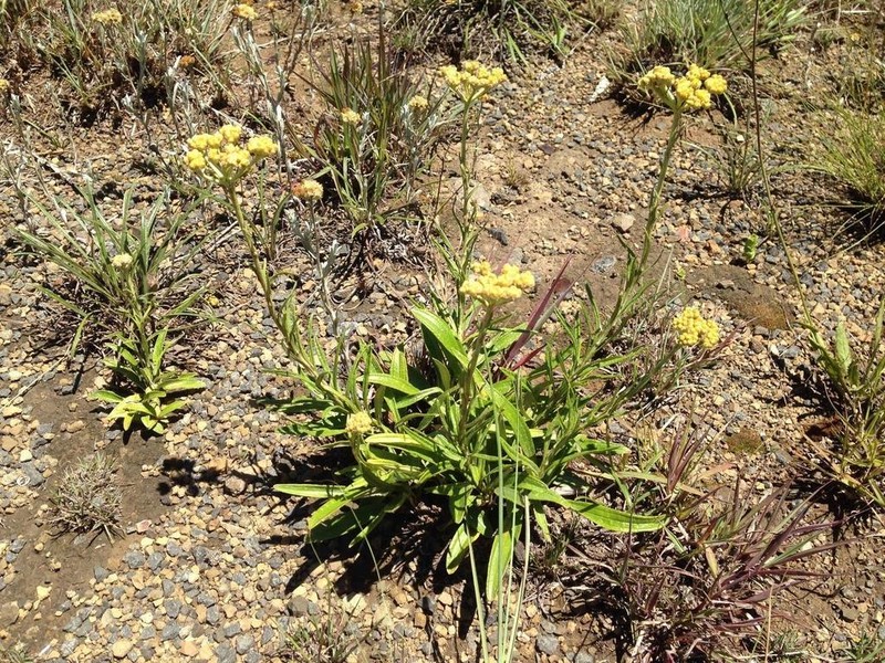 Helichrysum krebsianum photo 3