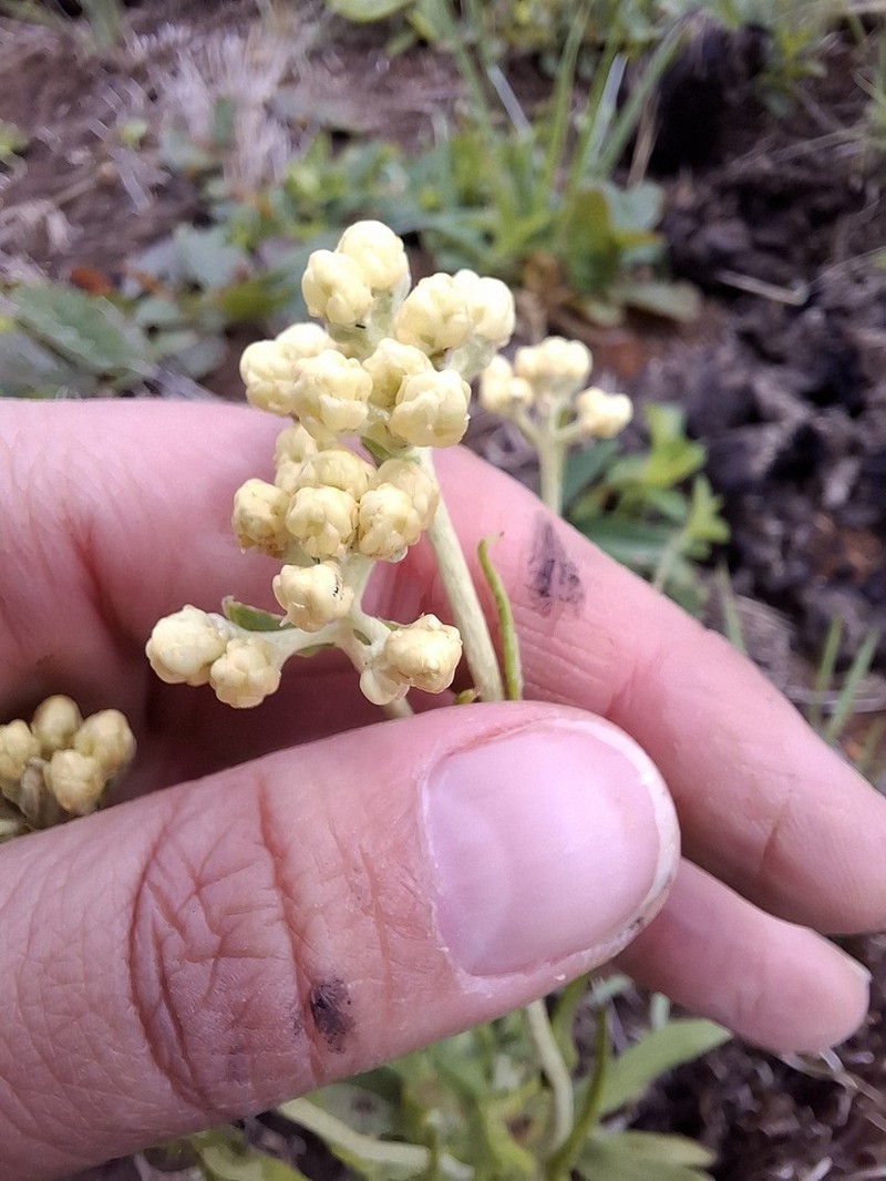 Helichrysum krebsianum photo 5