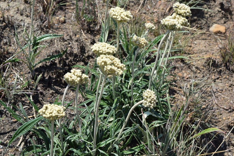 Helichrysum krebsianum photo 6