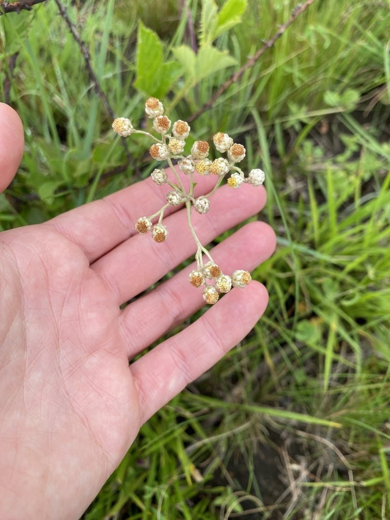 Helichrysum krebsianum photo 7