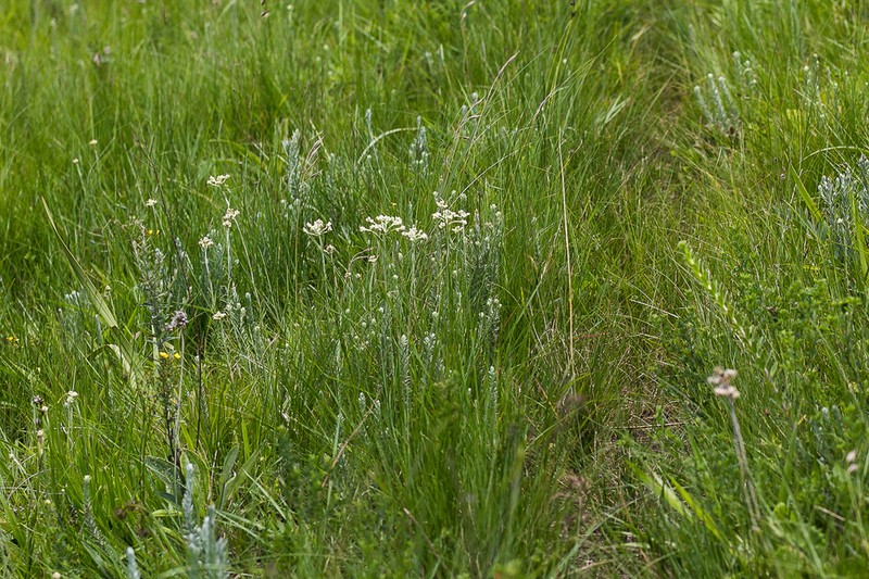 Helichrysum krebsianum photo 8