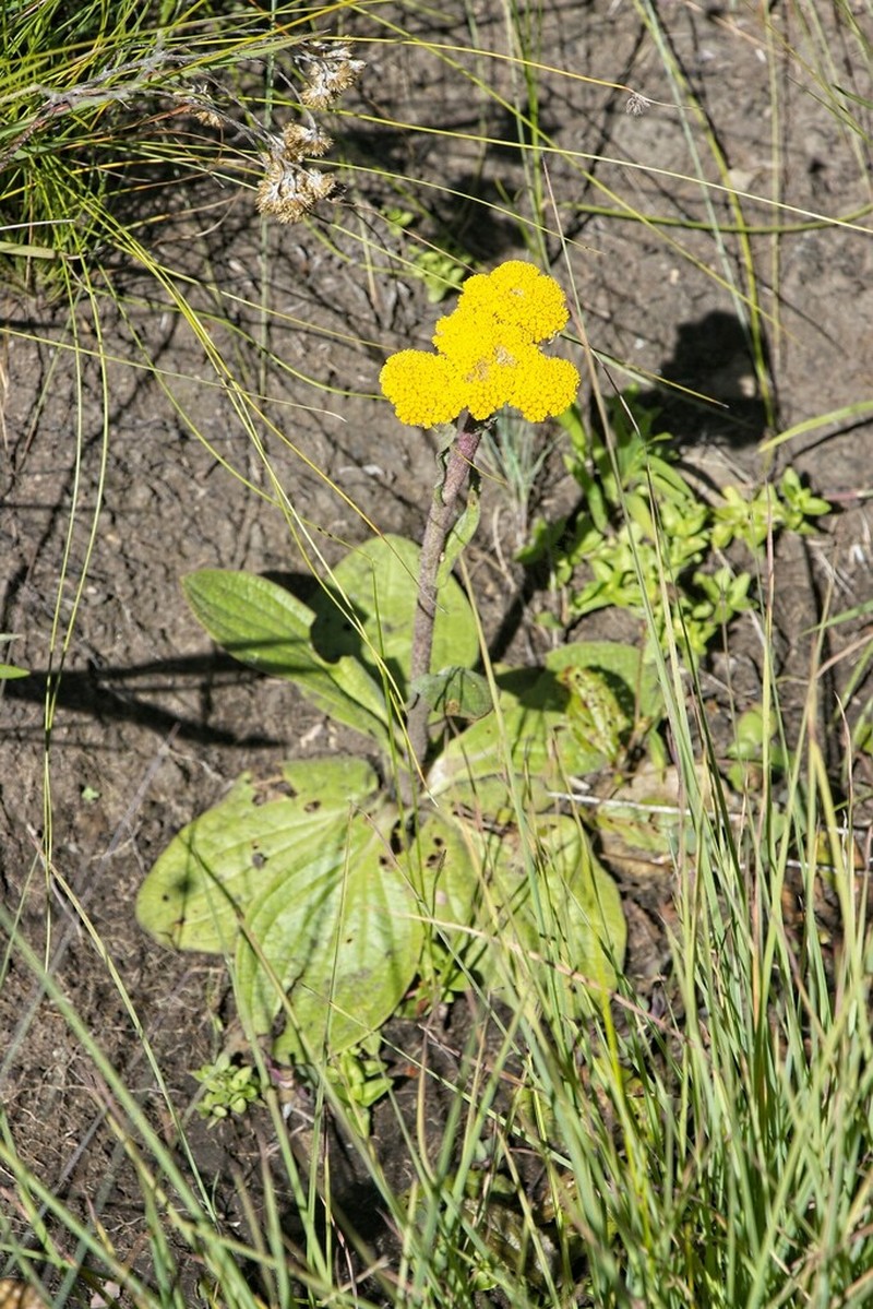 Helichrysum krookii