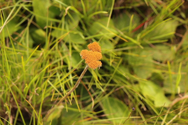 Helichrysum krookii photo 2