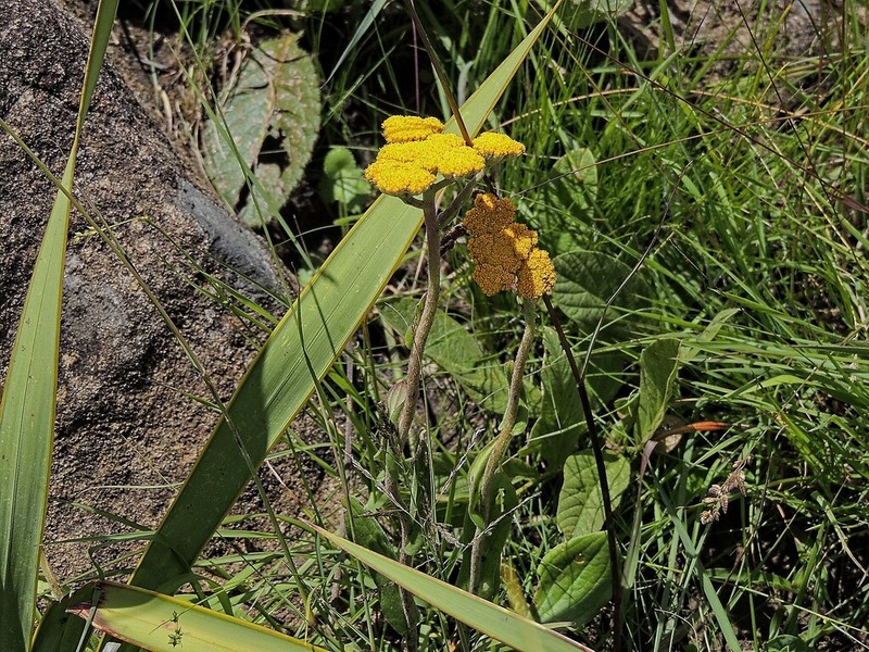 Helichrysum krookii photo 5