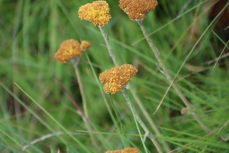 Helichrysum krookii photo 6