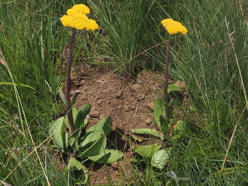 Helichrysum krookii photo 7