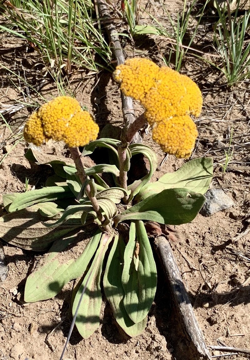 Helichrysum krookii photo 8