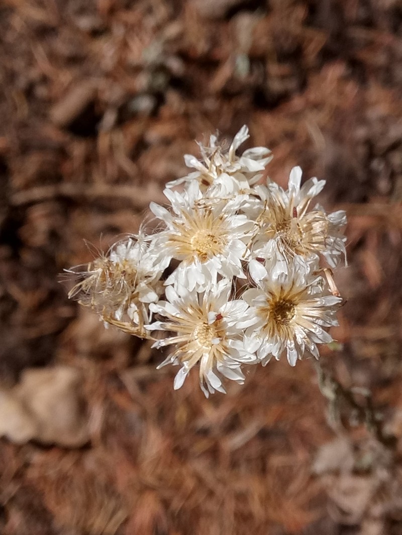 Helichrysum lacteum