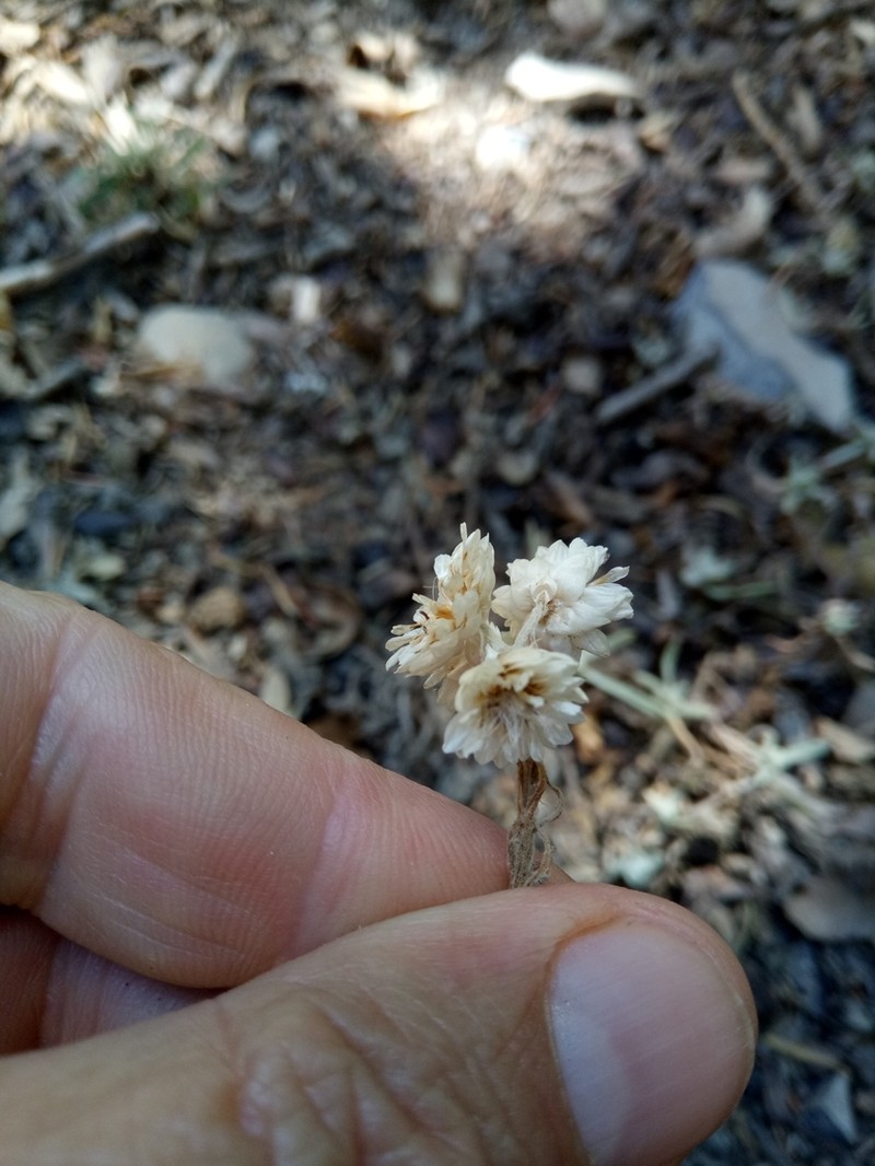 Helichrysum lacteum photo 2