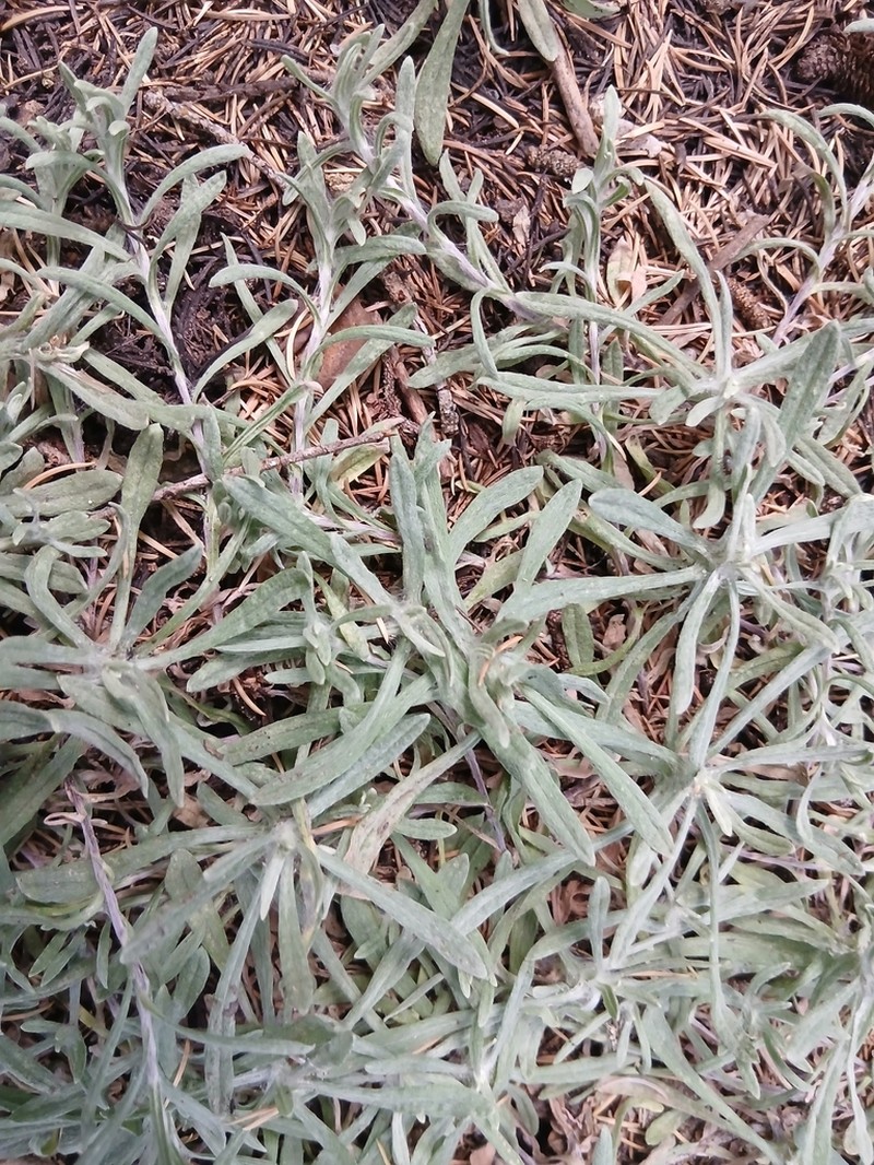 Helichrysum lacteum photo 4