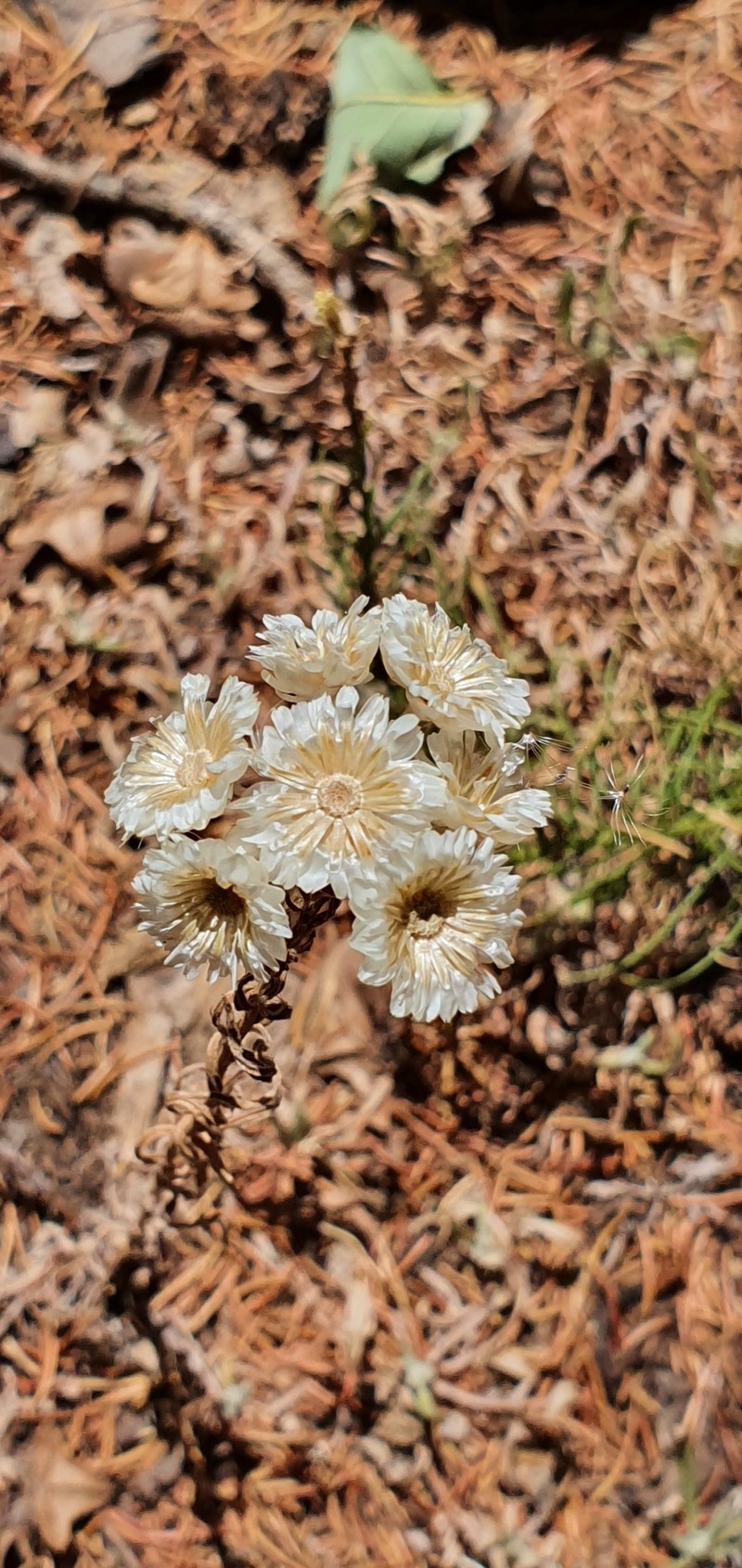 Helichrysum lacteum photo 5
