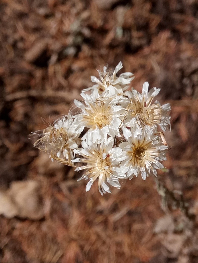 Helichrysum lacteum photo 7