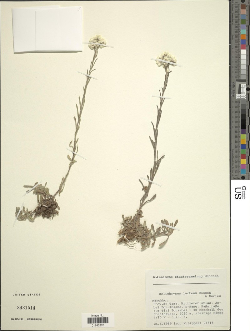 Helichrysum lacteum photo 8