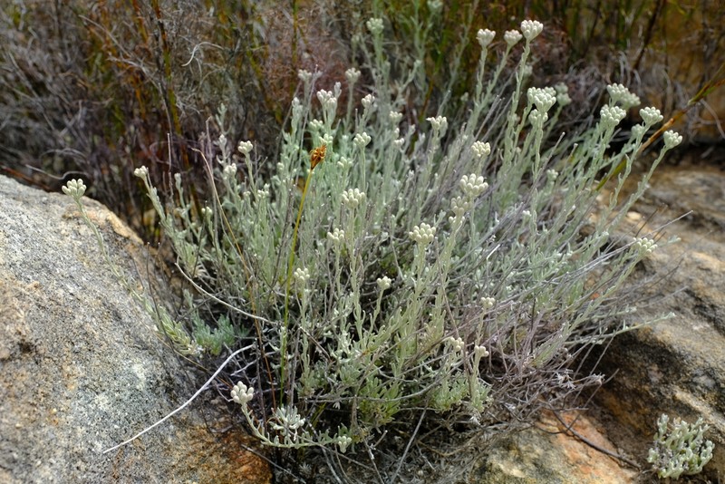 Helichrysum lambertianum photo 2
