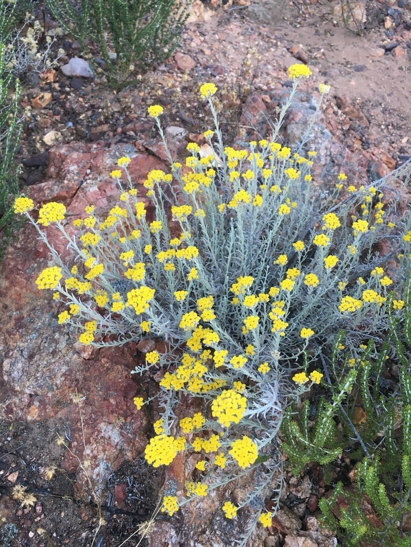 Helichrysum lambertianum photo 3