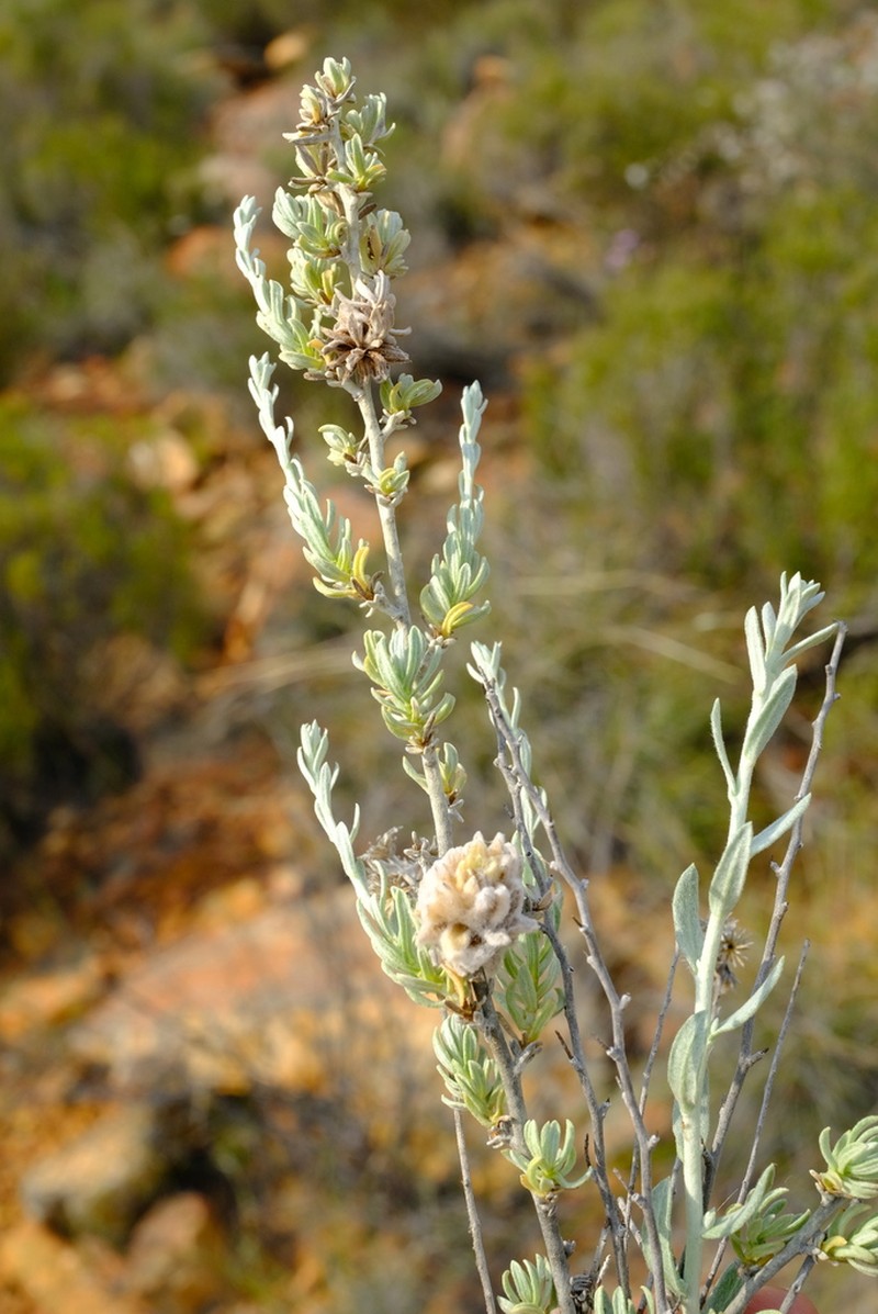 Helichrysum lambertianum photo 4