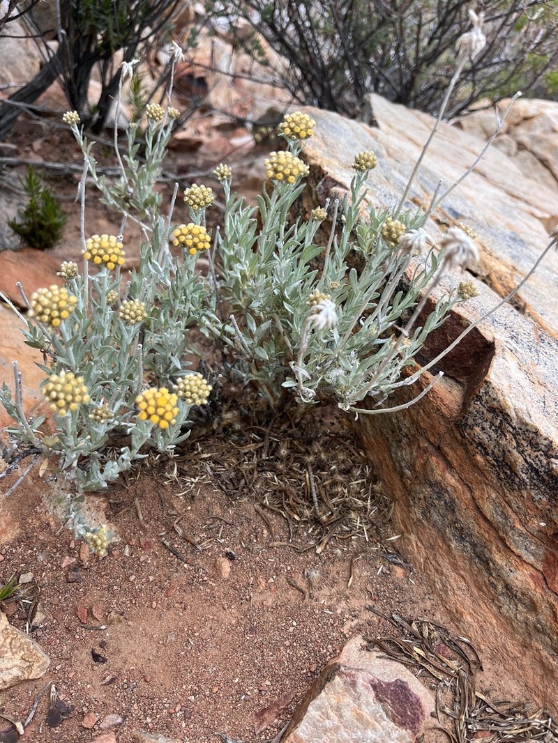 Helichrysum lambertianum photo 5