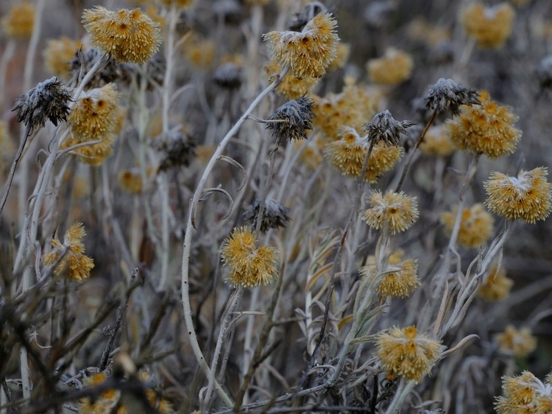 Helichrysum lambertianum photo 6