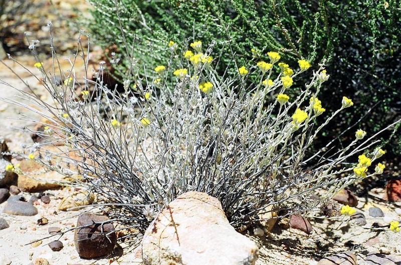 Helichrysum lambertianum photo 7