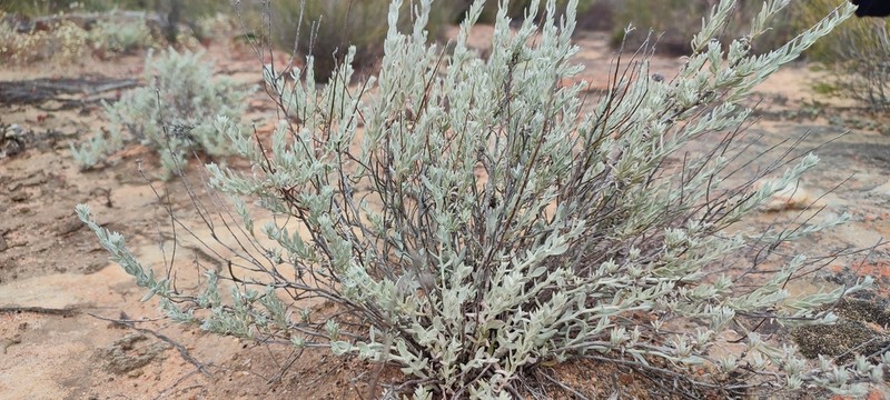 Helichrysum lambertianum photo 8