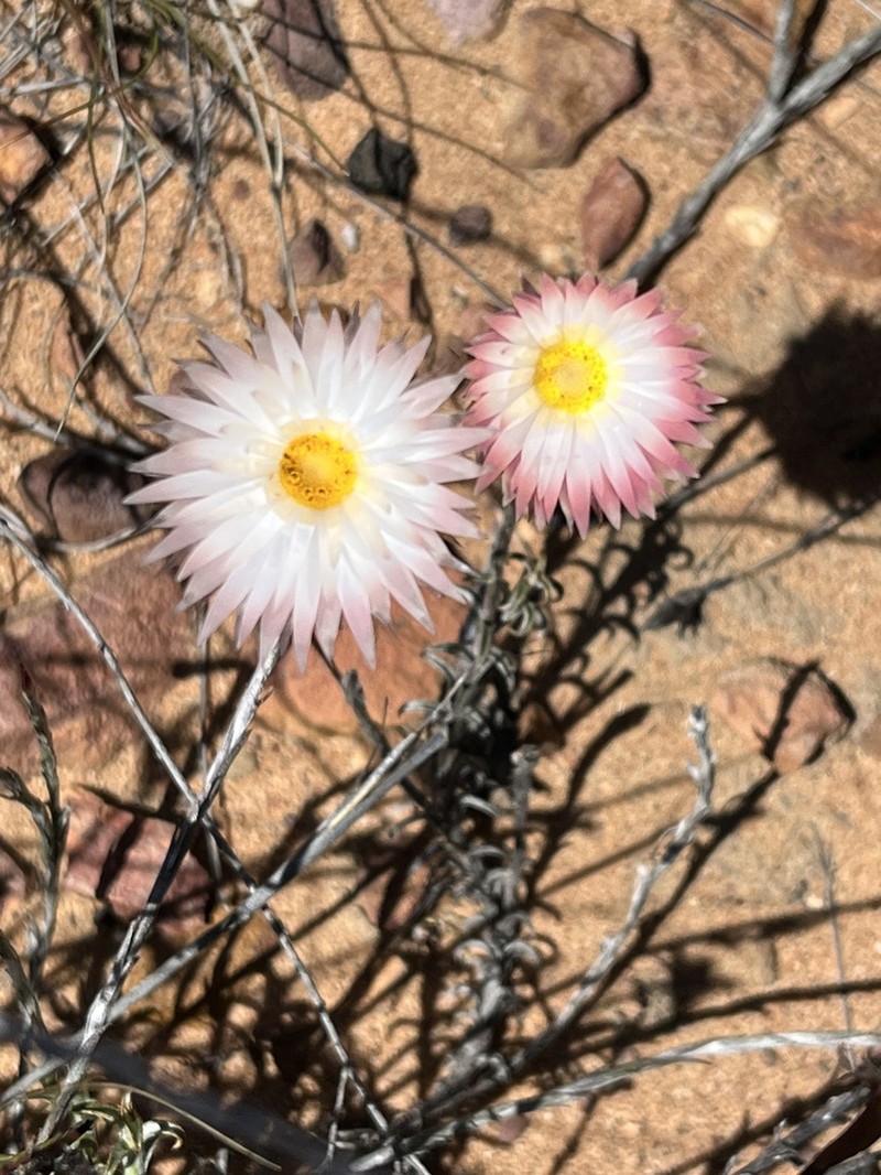 Helichrysum lancifolium photo 3